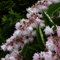Pianta vera di Deutzia scabra Pride of Rochester - Diametro Vaso Ø 18 cm