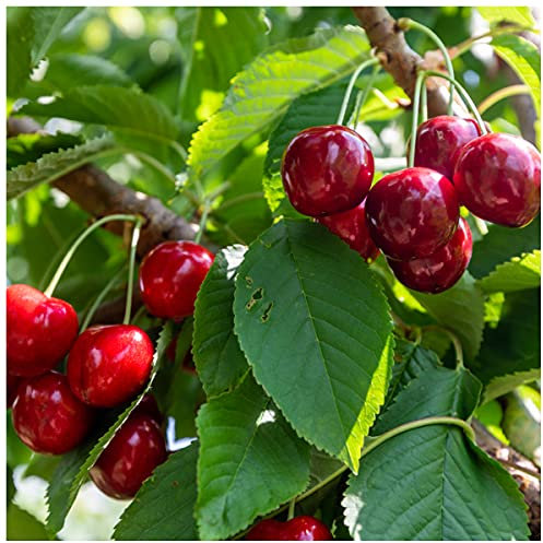 Dwarf Patio Lapins Cherry Tree, in a 5L Pot, Miniature & Self-Fertile 3fatpigs®