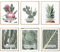 Botanische Wandkunstdrucke Leinwand Pflanzendruck Zitate Poster Botanischer Kaktus König Protea Sukkulenten Bilder Foto Gemälde für Zuhause Wohnzimmer 8x10 Zoll (20.3x25.4cm) Ungerahmt