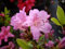 Japanische Azalee Multiflorum Lila - Rhododendron obtusum - 20-25cm