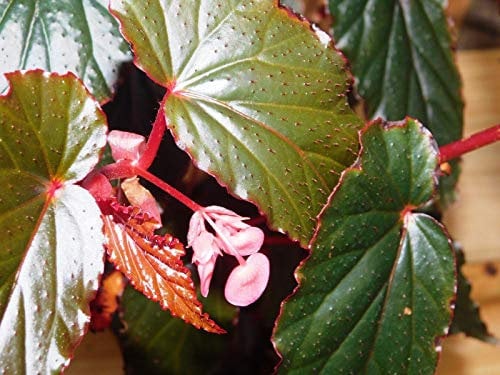 PLAT FIRM GERMINATIONSAMEN: Engel Flügel Begonie Linda Dawn Cane Begonia Starter Pflanze Begoniaceae Zimmerpflanze