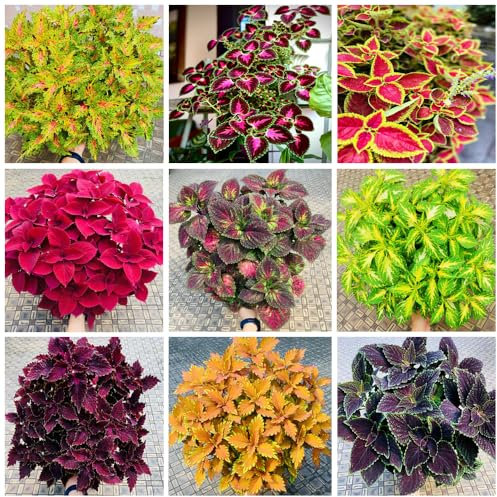 1000+ Seltene Gemischte Buntnessel Samen zum Einpflanzen, Heirloom, offen bestäubt, bevorzugt Halbschatten drinnen/außen, zieren Ihren Garten