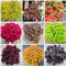 1000+ Seltene Gemischte Buntnessel Samen zum Einpflanzen, Heirloom, offen bestäubt, bevorzugt Halbschatten drinnen/außen, zieren Ihren Garten