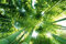 Scenolia Tableau Verre Acrylique sous Les Bambous 90 x 60 cm - Décoration Murale Photo pour la Maison