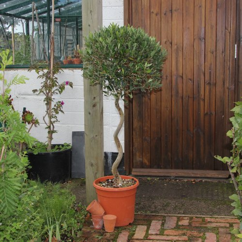 Large Twisted Olive Tree Gift