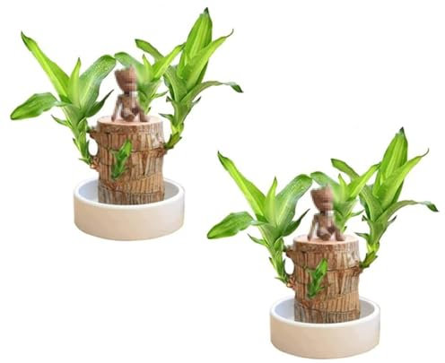 Mini Brazil Lucky Wood, hydroponische Topfpflanzenstumpf-Minipflanze, Magisch sprießendes Glücksbambusholz, Indoor-Büro-Desktop-Pflanze zur Reinigung der Raumluft (2pcs)