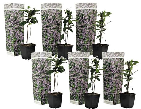 Plant in a Box - Gelsomino rosa - Set di 6 - Gelsomino - Vaso 9cm - Altezza 25-40cm