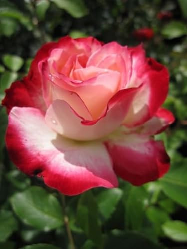 Rosa Jubilee du Prince de Monaco® - Beetrose - Meilland-Rose