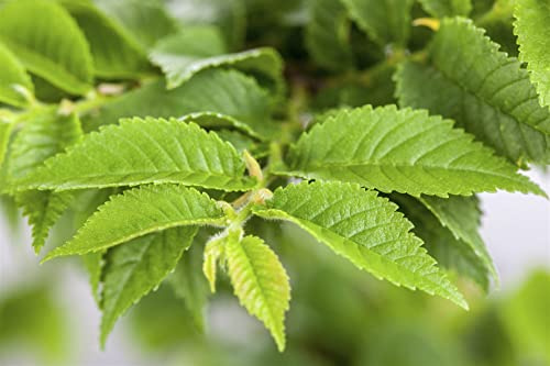 Ulmus hollandica 'Jacqueline Hillier' 80 cm Stammhöhe – Winterhart, Mehrjährig, Pflegeleicht – Holländische Ulme – Zierstämmchen für Kübel & Garten