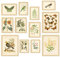 97 Decor Vintage Botanical Wall Art - Vintage Botanical Prints Plant Posters For Room Aesthetic, Nature Wall Decor Butterfly Paintings Bird Art, Floral Pictures Wall Decor For Bedroom (8x10 Unframed)