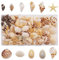 130 Stück gebohrte Muscheln natürlichen Ozean Strand Spirale Muscheln Seestern Perlen für Schmuck machen DIY Handwerk Home Decoration
