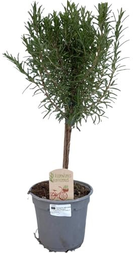 Rosmarinus sur tige - 35-45cm - Ø14cm - Plante de jardin
