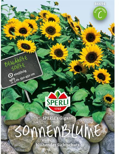 Sonnenblume, SPERLING´s Giant