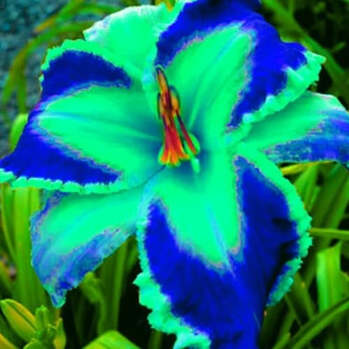 Hemerocallis bulbos,Azucenas plantas,bulbos de azucenas blancas olorosas,Ornamentales,azucenas bulbo blanco,resistentes,azucenas bulbo,bulbos de hemerocallis,bulbos de azucenas.-3bulbos-D
