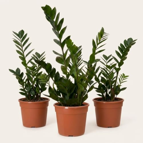 Glücksfeder | 3er-Set | Zamioculcas zamiifolia | ca. 40-50 cm | ø 12-15 cm Topf | Pflegeleichte Zimmerpflanzen für Wohnung und Büro | Qualität vom Pflanzen Profi | Ideale Raumbegrünung