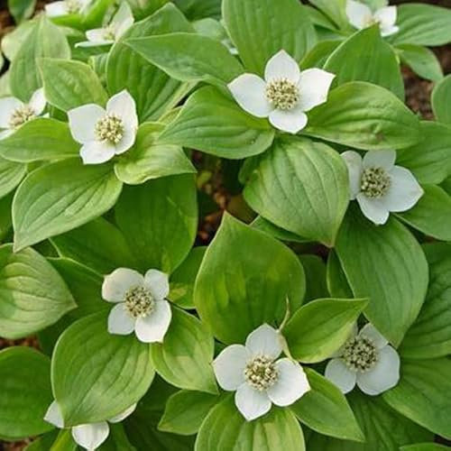 Hartriegel 'Sibirica' - Cornus alba 'Sibirica' 40-50 C -
