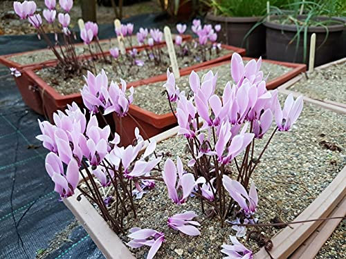 Ciclamino graecum, 3 Giovani lampadine di TRE anni, dimensioni Quasi Fiorite