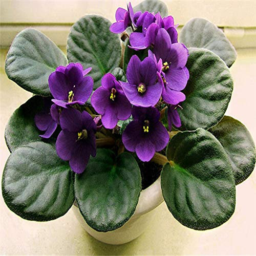 Bloom Green Co. 100 piezas de bonsái violeta africana para plantas de jardín Hermosa planta de bonsáis Flor perenne Herbal Violetas Semillas: 7