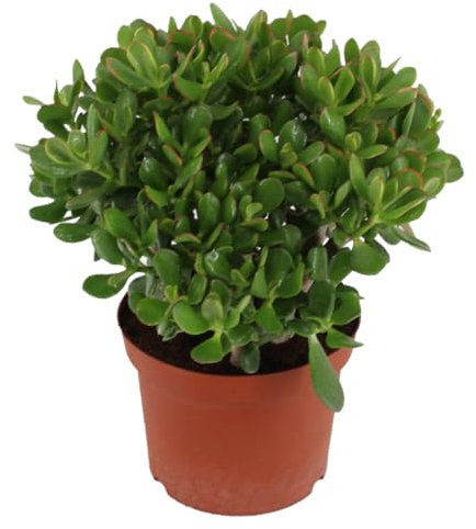 Plant in a Box - Crassula ovata 'Minor' L - Plante d'intérieur - Succulente - ⌀ 23 cm - Hauteur 45-50 cm