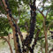 200 pz Pianta di Jabuticaba - Plinia cauliflora - piccolo regalo per donna, albero da frutto Semi di piante dell'albero di Jabuticaba, serra balcone in giardino piante da giardino