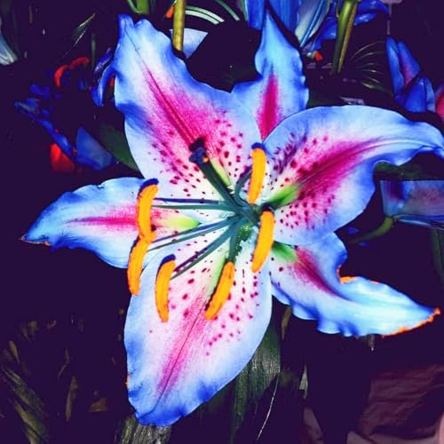 Lily Bulbs for Planting,Oriental Lily Bulbs Potted/Plants/Rhizome/Ornamental/Resistant/Bedding/Gorgeous-4ulbs-C