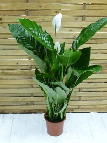 [Palmenlager] XL Spathiphyllum Sweet Sebastiano - Einblatt mit vielen Blüten ca. 130 cm/dichter Wuchs / 27 cm Ø Topf/Zimmerpflanze