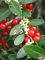 ilex cassine- DAHOON HOLLY Florida albero selvatico bonsai semi arbusto 15 semi