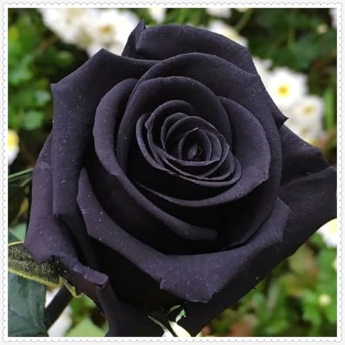 Rosen pflanzen zwiebeln,winterhart,Mysteriöse magische Glühbirne,Rose Pflanze Blumenzwiebeln mehrjährig,Rosen pflanzen kaufen,rosenzwiebel,rosenrhizom,schwarze rosen pflanzen.-1zwiebeln-M