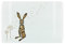 Hares Small Glass Chopping Board Worktop Saver - Painted Hares & Dandelions by Rhiannon Chauncey - Textured Kitchen Chopping Cutting Board Worktop Protector with Non-Slip Feet 28.5cm x 20cm (11 x 8)
