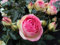 Strauchrose Eden Rose 85 ® Containerrosen im großen 7,5 Liter Topf