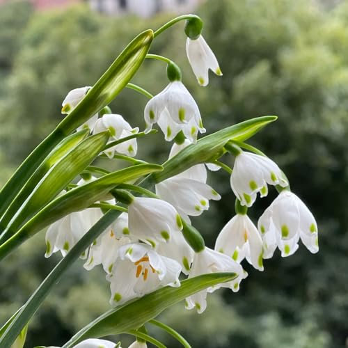 8 Pcs Märzenbecher Zwiebeln Kaufen - Leucojum Vernum - Frühlingsblüher Zwiebeln, Seltene Pflanzen Märzenbecher Pflanze Knollen, Balkon Blumen, Pflanzen Züchten Blumenzwiebeln Frühblüher,