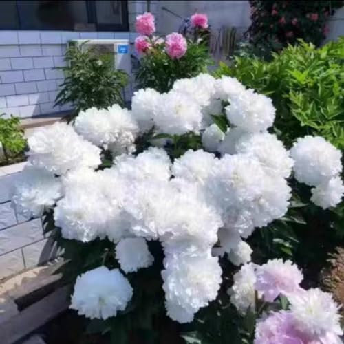 Pfingstrosen wurzel Pfingstrosen weiß winterhart Pfingstrosen zwiebeln