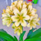 30 pcs Clivia Pflanze Kaufen Samen gewächshaus balkon Clivia miniata pflanzensamen geschenk gartenblumen mehrjährig winterhart blumendeko samen balkon blumen bonsai samen gartensamen