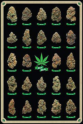 Close Up Cannabis Poster Best Buds Marihuana-Sorten (61cm x 91,5cm) + Geschenkverpackung. Verschenkfertig!