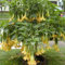 Brugmansia sp. 'Yellow' Angel's Trumpet 10 seeds