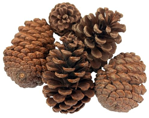 Giant pine cones | Pack of 5 | Approximately 15cm x 9cm | Natural crafts | 12.5 cm L approx, Natural Crafts, Home Decor