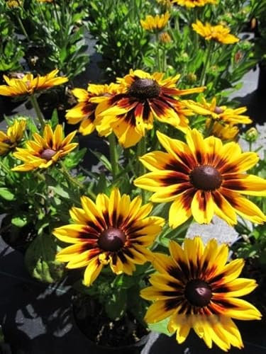 Rudbeckia Sunbeckia Alicia - Sonnenhut Sunbeckia Alicia