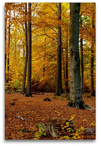 Premium Textil-Leinwand 60 x 90 cm Hoch-Format Herbstlicher Buchenwald im Tiergarten von Siegen-Weidenau, Leinwanddruck von Dag Irle