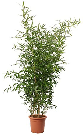 KENTIS - Bambusa Spectabilis mit Jutedekoration für Vase - Bambus Pflanze - Echte Winterharte Pflanzen für Garten - Balkon Pflanze - Hoch 170-200 cm Topf Ø 24 cm