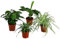 Dehner Pflanzenset Botanical Charm, 4 Sorten Kaffeepflanze, Grünlilie, Schwertfarn Zwerg-Banane, je 20-30 cm, Ø Topf je 12 cm, Zimmerpflanzen
