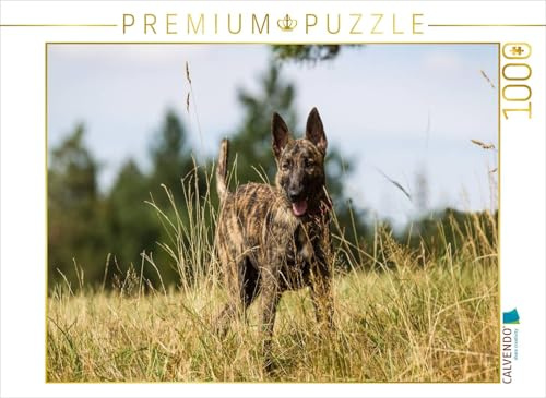 CALVENDO Puzzle EIN Motiv aus dem Kalender ausdrucksvolle Holländische Schäferhunde | 1000 Teile Lege-Größe 64 x 48 cm Foto-Puzzle für glückliche Stunden