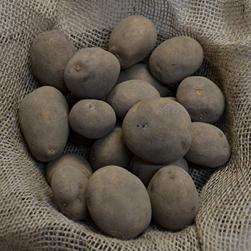 Pflanzkartoffeln Belana - zertifizierte Steckkartoffel festkochend früh (25 Kg)