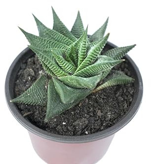 pianta grassa vera di haworthia limifolia spiralis