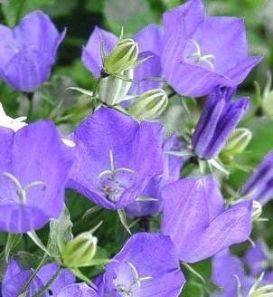 Pack x6 Campanula Carpatica 'Blue Clips' Perennial Plug Plants