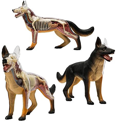 ERNZI Wolfhound Anatomiemodell Biologie Organsimulation Tiermedizinischer Unterricht Abnehmbares 29-Teiliges DIY Lernpuzzle Zusammenbau Von 4D-Kits