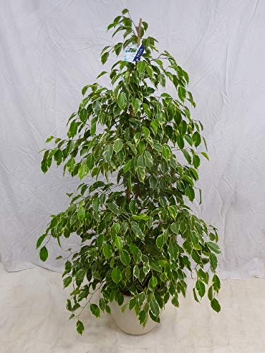 [Palmenlager] - XL Ficus benjamini Golden King 160 cm // Zimmerpflanze