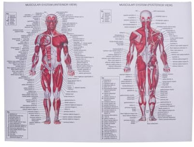 BUGUUYO Poster-diagramm Skelettanalyse für Pädagogische Zwecke Heimdekoration (44 X Cm)