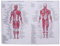 BUGUUYO Poster-diagramm Skelettanalyse für Pädagogische Zwecke Heimdekoration (44 X Cm)