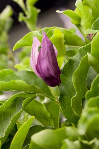 Magnolie Magnolia Black Beauty 60-80 cm Solitärgehölz winterhart | Sonniger bis halbschattiger Standort, dunkelrote Blüten, robust, ideal als Blickfang im Garten oder Vorgarten