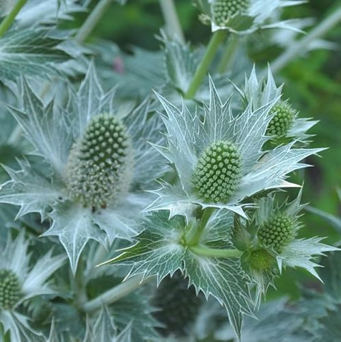 Elfenbein-Mannstreu - Eryngium giganteum - lebende Gartenpflanze aus den Baumschulen